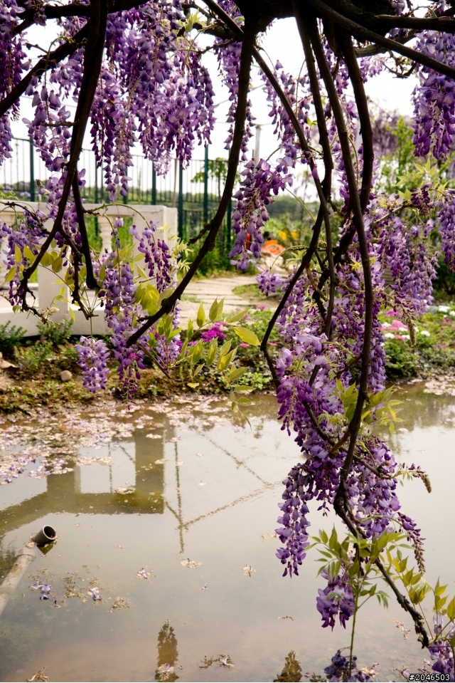 迷情紫色隧道。紫藤咖啡園 - Purplevine
