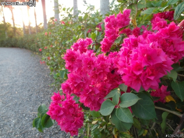 『原圖奉上』SORRY! 我不專業的攝影造成大家觀感上的不愉快 (刪文)