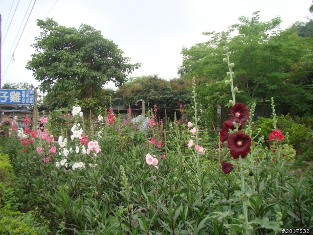 2012-4-12台南白河蓮花之鄉到處晃
