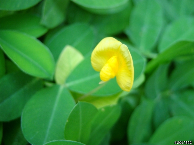 2012-4-12台南白河蓮花之鄉到處晃