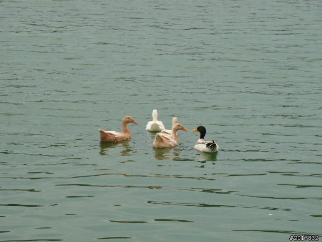 2012-4-12台南白河蓮花之鄉到處晃