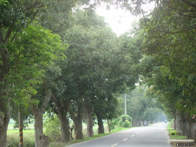 2012-4-12台南白河蓮花之鄉到處晃