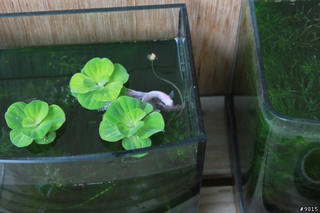 鬥魚,鬥魚生產過程.