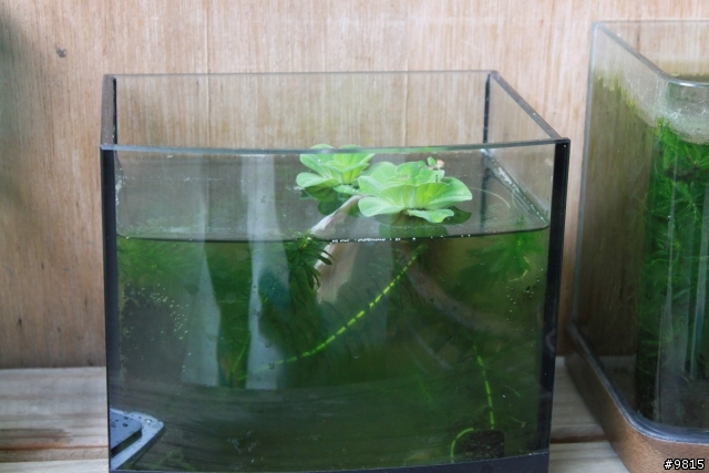 鬥魚,鬥魚生產過程.