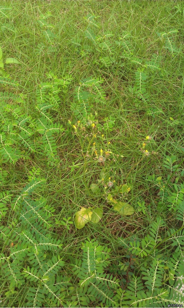 請問草皮上的雜草要用甚麼農藥才能清除呢?希望大家幫忙一下