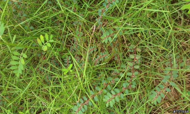 請問草皮上的雜草要用甚麼農藥才能清除呢?希望大家幫忙一下
