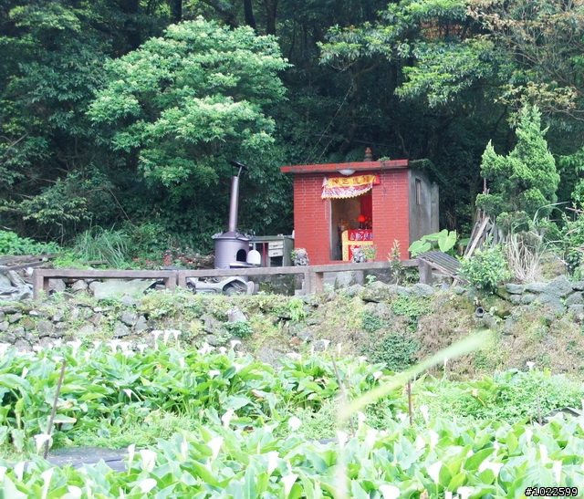wildBLUEbear映像: 竹子湖-綠山谷,要拍video,先得勘景一次,寫成遊記,再...