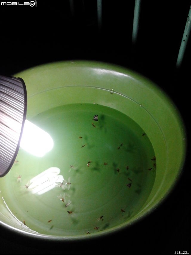 分享__飛蟻(大水蟻)捕捉方式DIY