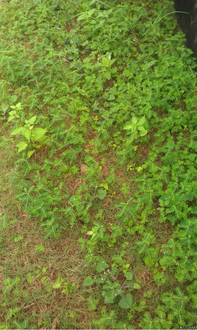 請問草皮上的雜草要用甚麼農藥才能清除呢?希望大家幫忙一下