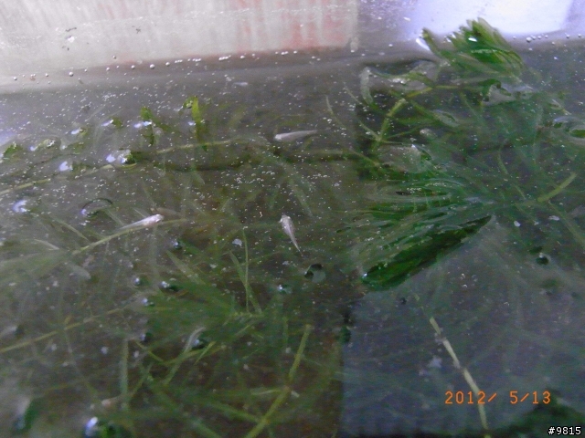 鬥魚,鬥魚生產過程.