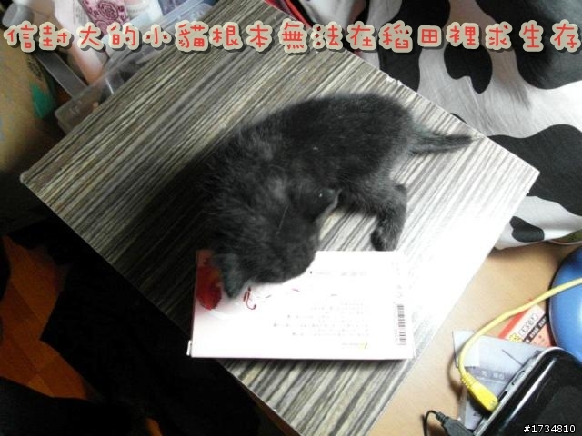 送養三隻幼貓(台北、桃園、新竹、宜蘭地區皆可)