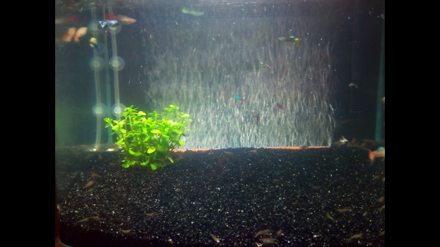 水族新手的一些問題