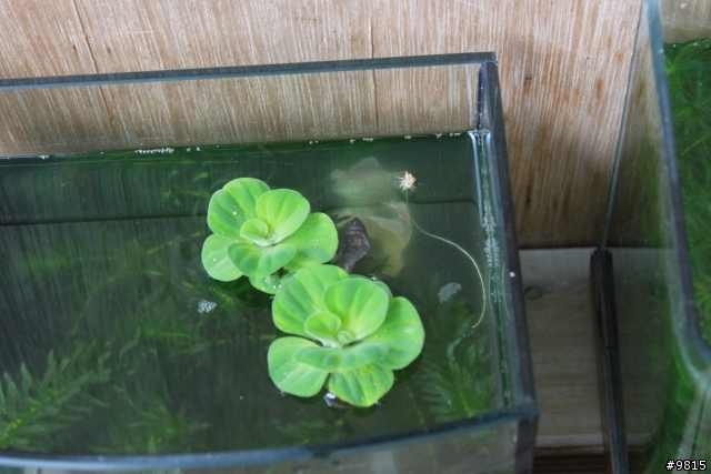 鬥魚,鬥魚生產過程.