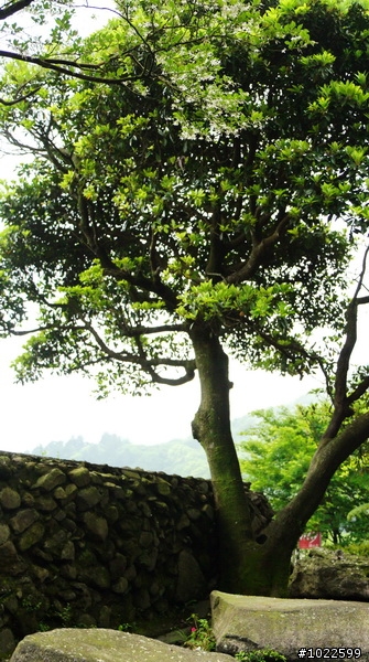 wildBLUEbear映像: 竹子湖-綠山谷,要拍video,先得勘景一次,寫成遊記,再...