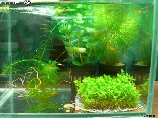 玫瑰蝦一直翻肚怎麼辦??
