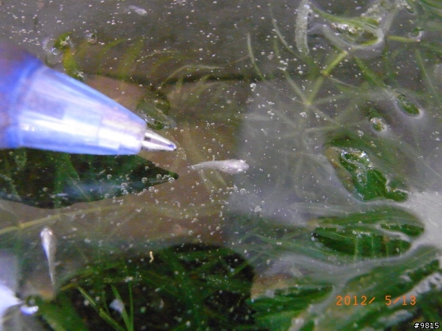 鬥魚,鬥魚生產過程.