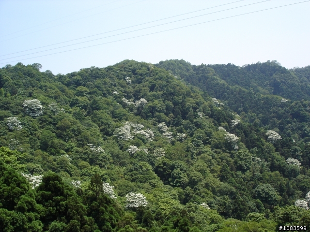 汐平失焦、十分桐花、五分蝴蝶、九份芋圓