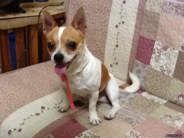 彰化送養吉娃娃