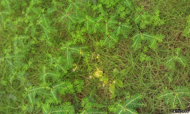請問草皮上的雜草要用甚麼農藥才能清除呢?希望大家幫忙一下
