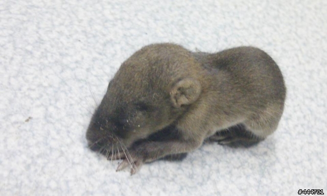 有人知道這是什麼動物的幼體嗎?? (6/26 宣布答案)