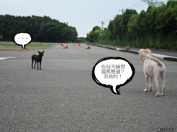 省道一姐輕省生活,奔馳吧小綿羊與大野狼。