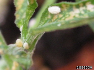求救~觀葉植物上愈來愈多的小白蟲....(有圖 怕蟲的人慎入)