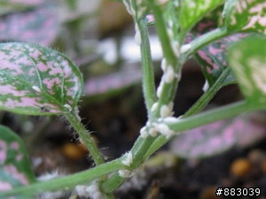 求救~觀葉植物上愈來愈多的小白蟲....(有圖 怕蟲的人慎入)