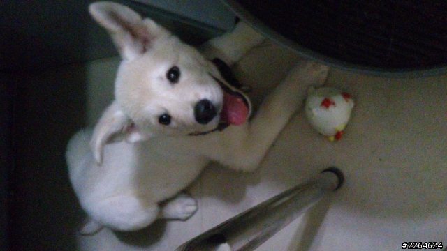 有關秋田飼料跟訓練問題
