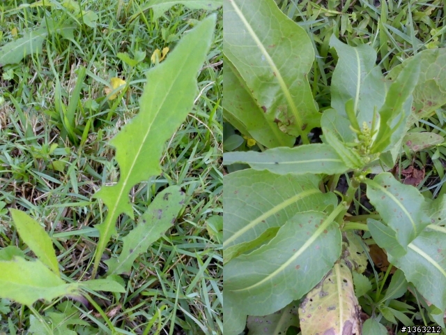 對河濱自行車道樹種&小花小草頭痛的人??????