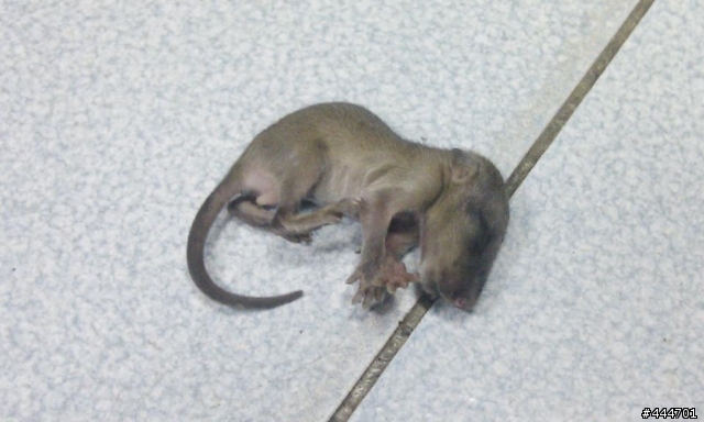 有人知道這是什麼動物的幼體嗎?? (6/26 宣布答案)