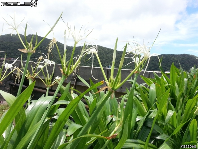 《分享》帶著Galaxy S3(越南白機) 第一次出征 拍風景(北海岸)
