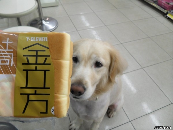 省道一姐輕省生活,奔馳吧小綿羊與大野狼。