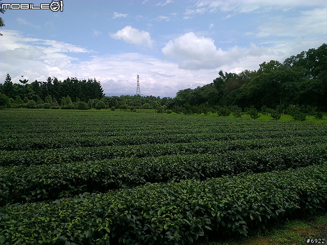 壹等賞景觀茶園餐廳