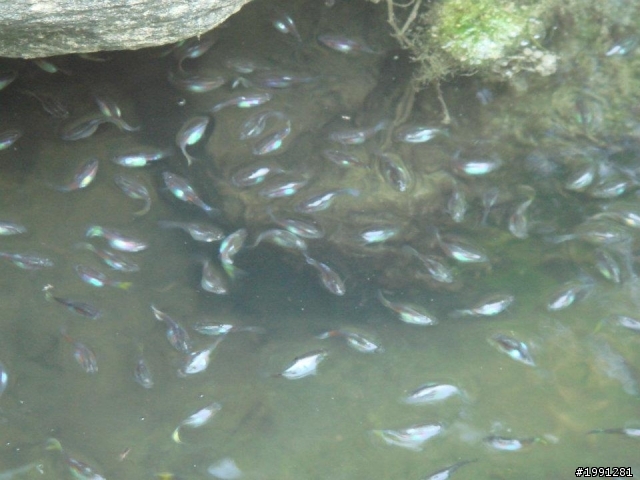 腹水成砲彈型的孔雀魚