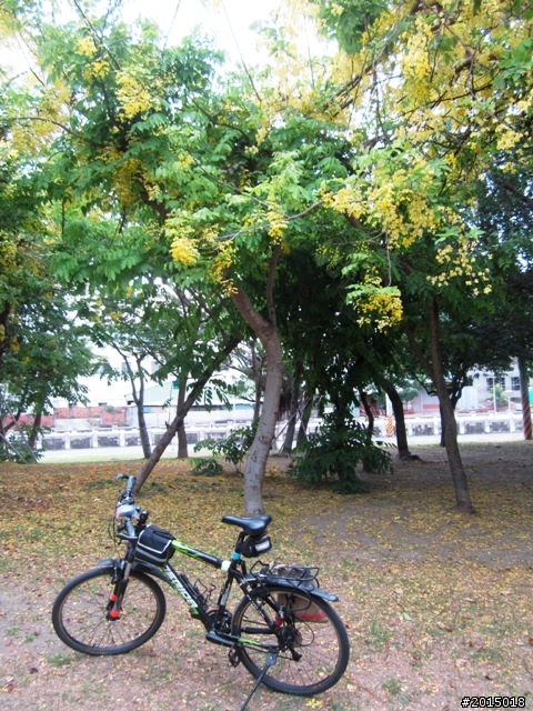 【城市漫遊加映場】花信有期–港都自行車道行道樹篇