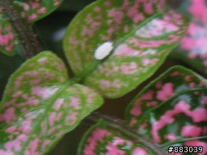 求救~觀葉植物上愈來愈多的小白蟲....(有圖 怕蟲的人慎入)