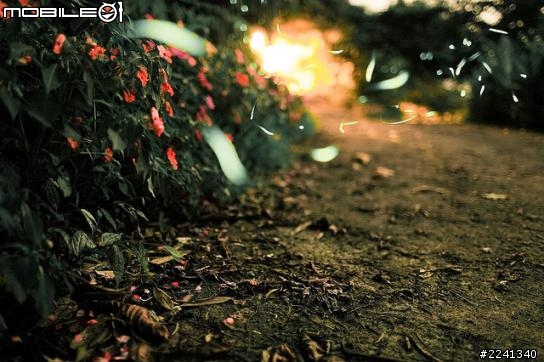 螢蟲出沒~令人驚奇的夜晚精靈
