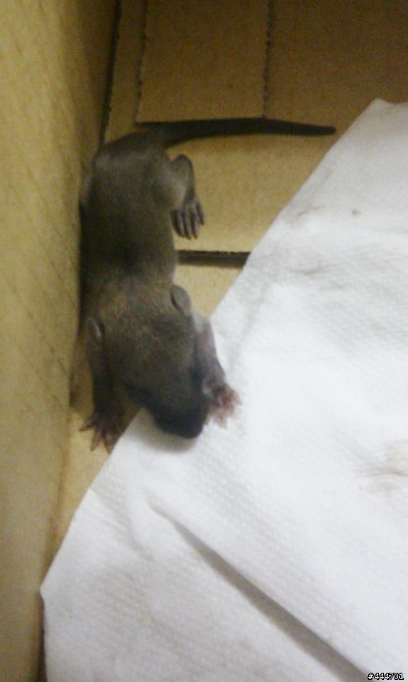 有人知道這是什麼動物的幼體嗎?? (6/26 宣布答案)