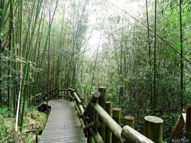 2012-7-3阿里山大凍山行(順遊迷糊步道福山古道)