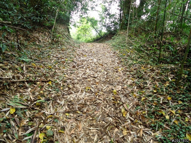 2012-7-3阿里山大凍山行(順遊迷糊步道福山古道)
