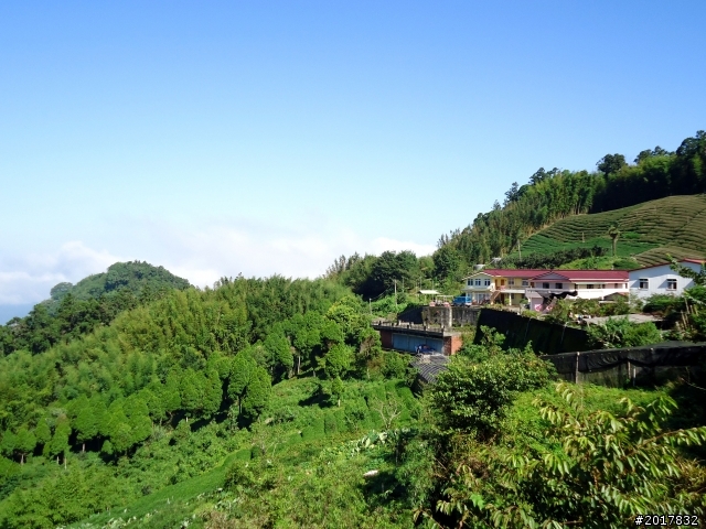 2012-7-3阿里山大凍山行(順遊迷糊步道福山古道)