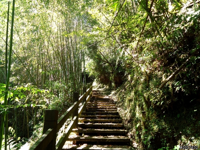 2012-7-3阿里山大凍山行(順遊迷糊步道福山古道)