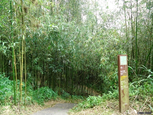 2012-7-3阿里山大凍山行(順遊迷糊步道福山古道)