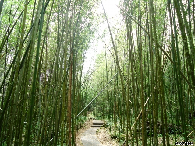 2012-7-3阿里山大凍山行(順遊迷糊步道福山古道)