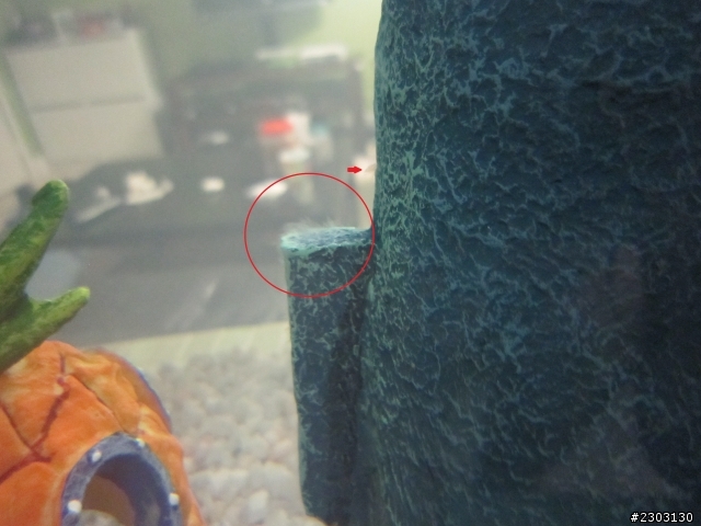 【求救】魚缸水混濁,造景長白棉絮。求專家解答