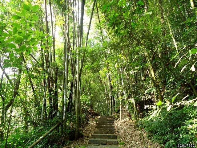 2012-7-3阿里山大凍山行(順遊迷糊步道福山古道)