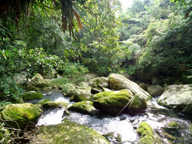 2012-7-3阿里山大凍山行(順遊迷糊步道福山古道)