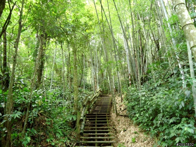 2012-7-3阿里山大凍山行(順遊迷糊步道福山古道)