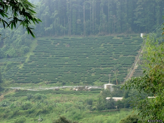 2012-7-3阿里山大凍山行(順遊迷糊步道福山古道)
