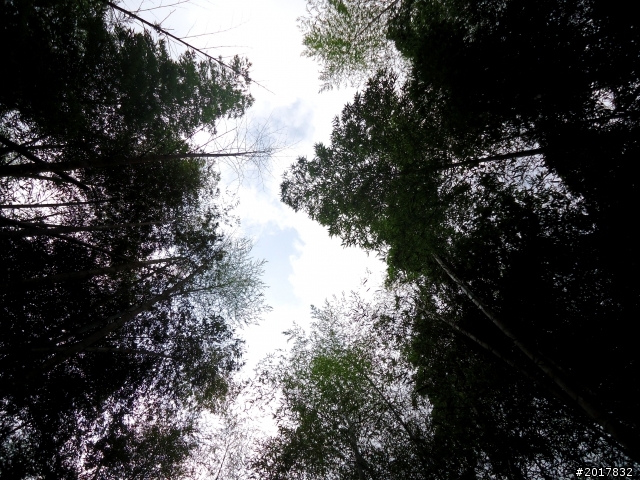 2012-7-3阿里山大凍山行(順遊迷糊步道福山古道)